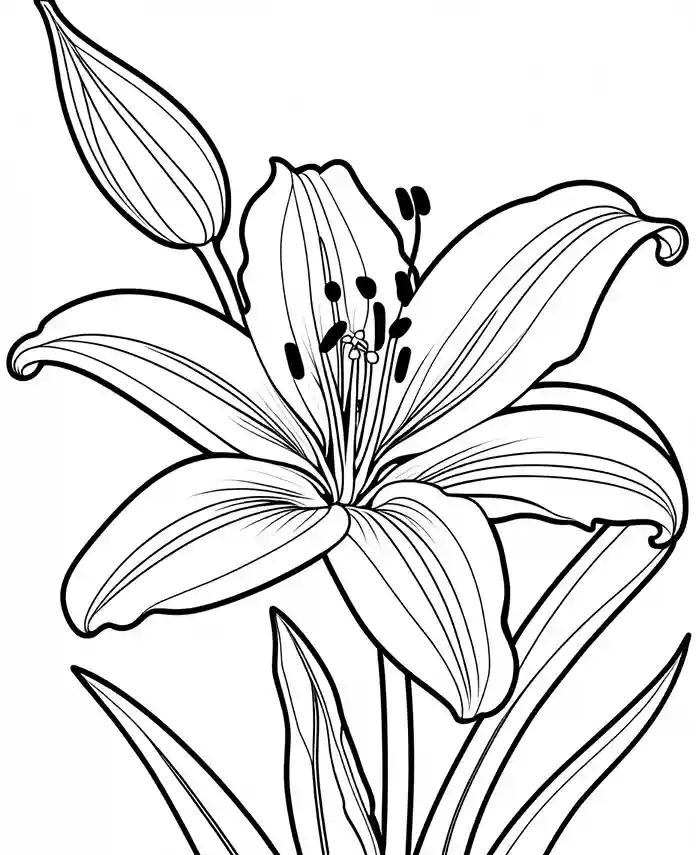 tiger lily coloring